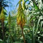 Aloe striatula 花