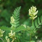 Astragalus cicer Levél