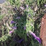 Salvia leucantha Flower