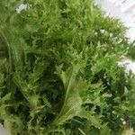 Lactuca sativa पत्ता