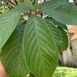 Prunus serrulata Листок
