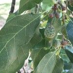 Quercus infectoria Fruit