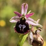 Ophrys ferrum-equinum Flor