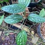 Monstera siltepecana Leaf