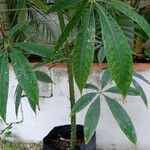 Ceiba samauma Leaf