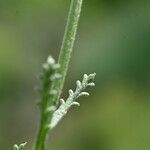 Santolina villosa Leaf