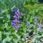 Nepeta grandiflora Flor