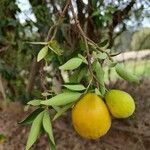 Eugenia pyriformis Fruit