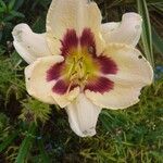 Hemerocallis lilioasphodelusफूल