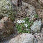 Arenaria balearica Hábito