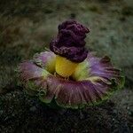 Amorphophallus paeoniifolius പുഷ്പം