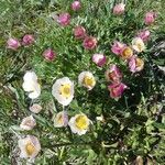 Ranunculus glacialis Flower