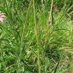 Echinacea tennesseensis Corteza