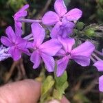 Phlox maculataFlor