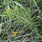 Equisetum telmateia Hoja