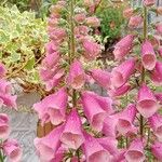 Digitalis thapsi Kwiat