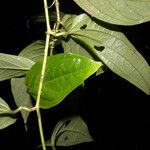 Smilax mollis Lapas