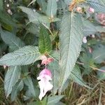 Impatiens glanduliferaFolha