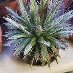 Agave toumeyana Hostoa