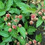 Rubus spectabilis Vrucht