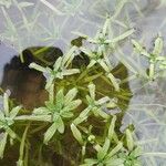 Callitriche brutia Likasa
