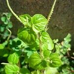 Peperomia pellucida Ліст