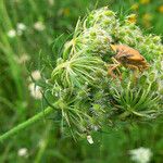 Daucus carota Vaisius