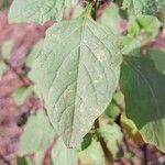 Solanum nigrum Levél