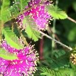 Chamaecrista nictitans Flower