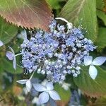 Hydrangea aspera Flor