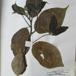 Cinnamomum glanduliferum Otro
