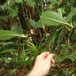 Psychotria schumanniana ശീലം
