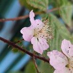 Rubus ulmifolius Λουλούδι