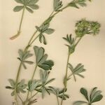 Potentilla valderia Libunga