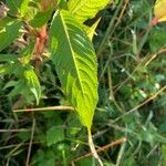 Impatiens glandulifera Leaf