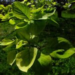 Syringa reticulata Leaf