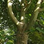 Acer capillipes Hábito