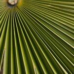 Trachycarpus fortunei Leaf