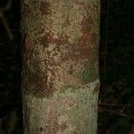Abarema gallorum Ŝelo
