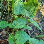 Persicaria orientalis Ліст