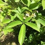 Vitex megapotamica Foglia