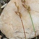 Carex leporina 花