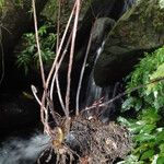 Triplophyllum securidiforme अन्य