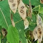 Lunaria annuaKwiat