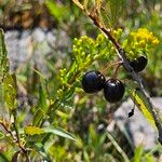 Prunus pumila Fruit