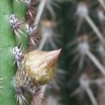 Cleistocactus spp. പുഷ്പം