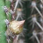 Cleistocactus spp. Flor