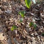 Rubus macrophyllus Habitus