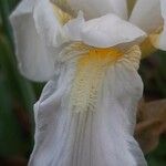 Iris albicans Virág