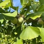 Ginkgo bilobaFruit